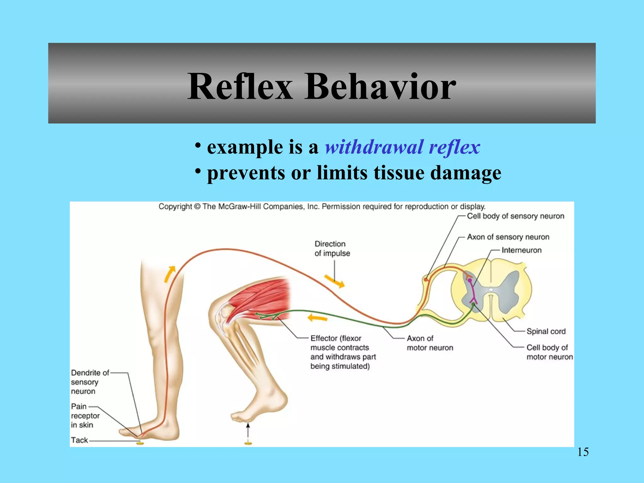 Reflex Behavior Examples A & p holes' nervous 2 | PPT