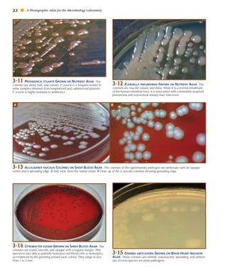 Atlas for the Microbiology Laboratory 4th ed (2011).pdf