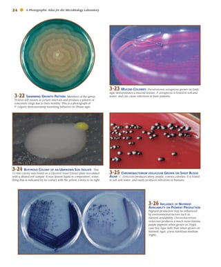 Atlas for the Microbiology Laboratory 4th ed (2011).pdf