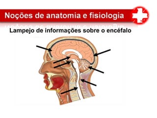 Lampejo de informações sobre o encéfalo
 