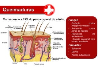 Função
• Proteção contra
infecções e lesões
• Prevenção contra
perda de líquidos
• Regulação da
temperatura
• Contato sensorial com
o meio ambiente
Camadas:
• Epiderme
• Derme
• Tecido subcutâneo
Corresponde a 15% do peso corporal do adulto.
 