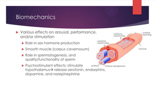 Biomechanics

   Various effects on arousal, performance,
    and/or stimulation
       Role in sex hormone production
       Smooth muscle (corpus cavernosum)
       Role in spermatogenesis, and
        quality/functionality of sperm
       Psychostimulant effects: stimulate
        hypothalamus release serotonin, endorphins,
        dopamine, and norepinephrine
 
