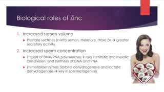 Biological roles of Zinc

1. Increased semen volume
     Prostate secretes Zn into semen, therefore, more Zn  greater
      secretory activity
2. Increased sperm concentration
     Zn part of DNA/RNA polymerases role in mitotic and meiotic
      cell division, and synthesis of DNA and RNA
     Zn metalloenzymes: Sorbitol dehydrogenase and lactate
      dehydrogenase  key in spermatogenesis
 