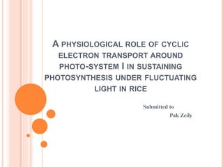A PHYSIOLOGICAL ROLE OF CYCLIC
ELECTRON TRANSPORT AROUND
PHOTO-SYSTEM I IN SUSTAINING
PHOTOSYNTHESIS UNDER FLUCTUATING
LIGHT IN RICE
Submitted to
Pak Zeily
 