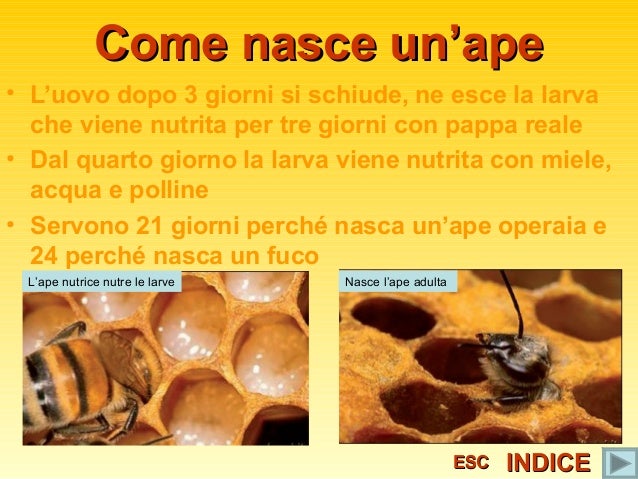 Come Riconoscere le Api Africanizzate: 4 Passaggi