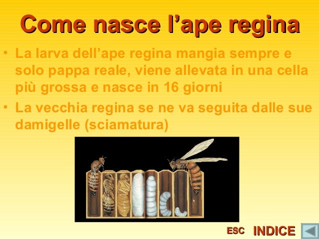 Com'è fatta un'ape? ~ Ambulatorio Veterinario Varina ...