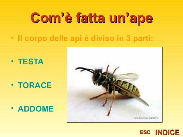 Com'è fatta l'ape: Generalità | Apicultura
