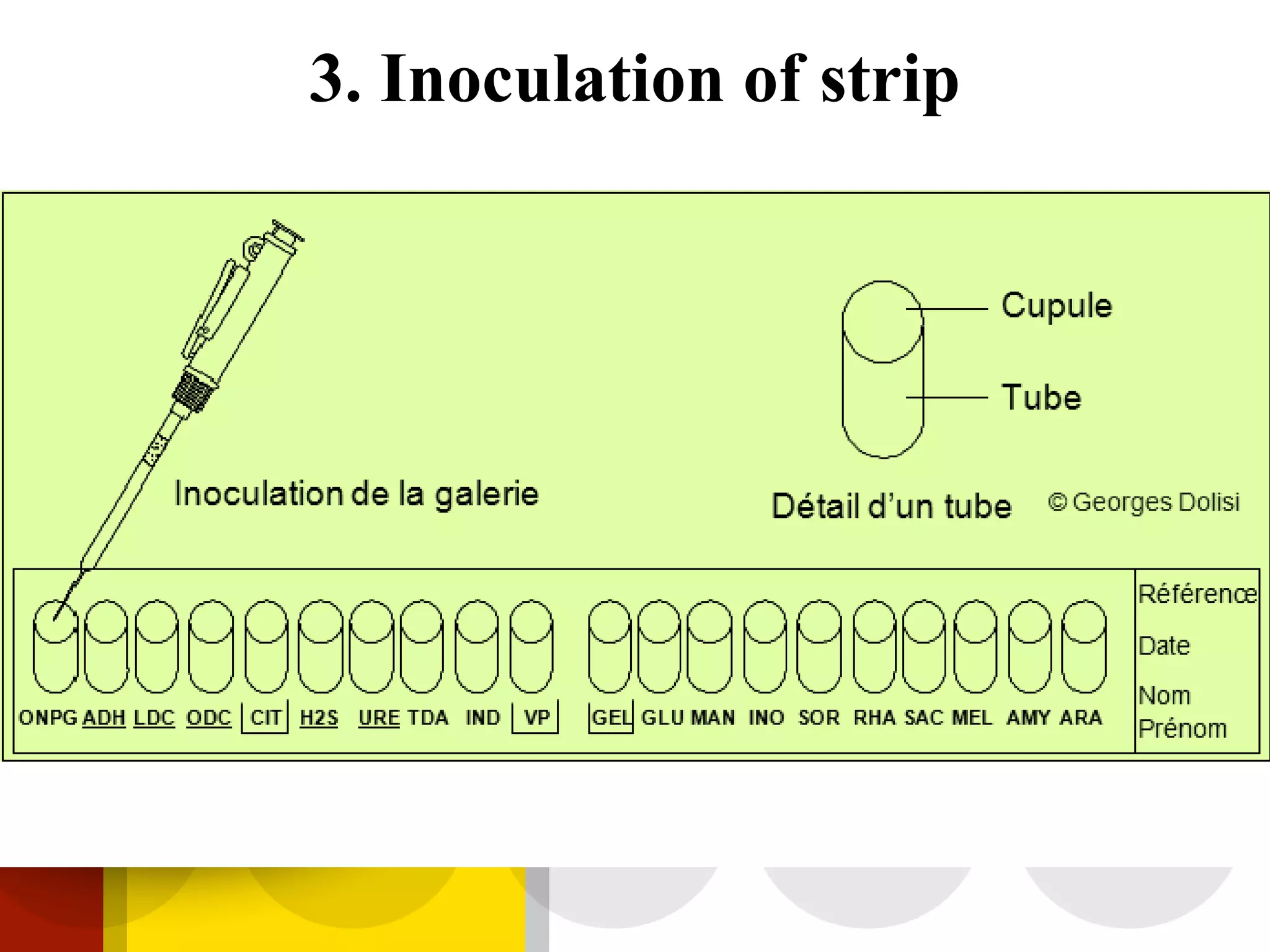 3. Inoculation of strip
 