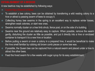 ESTABLISHMENT OF A BEEHIVE
A new beehive may be established by following ways:
 Capturing a Swarm of Bees
 To establish a bee colony, bees can be obtained by transferring a wild nesting colony to a
hive or attract a passing swarm of bees to occupy it.
 Collecting honey bee swarms in the spring is an excellent way to replace winter losses,
strengthen weak colonies, or start new ones.
 Swarms normally cluster on a tree limb shrub, fence post, or on the side of a building.
 Swarms near the ground are relatively easy to capture. When possible, remove the swarm
gently, disturbing the cluster as little as possible, and put it directly into a hive or enclosed
container to transport it to a new hive or location.
 Before putting a swarm or even a colony in a prepared hive, it would be beneficial to make
the hive smell familiar by rubbing old brown comb pieces or some bee wax.
 If possible, the Queen bee can be captured from a natural swarm and placed under a hive to
attract the other bees.
 Feed the hived swarm for a few weeks with sugar syrup for its easy establishment.
 