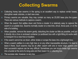 Collecting Swarms
 Collecting honey bee swarms in the spring is an excellent way to replace winter losses,
strengthen weak colonies, or start new ones.
 Primary swarms are valuable; they may contain as many as 25,000 bees plus the queen
There are various methods to capture a swarm.
 When the swarm first settles down and forms a cluster it is relatively easy to capture the
swarm in a suitable box. Swarms normally cluster on a tree limb, shrub, fence post, or on the
side of a building.
 When possible, remove the swarm gently, disturbing the cluster as little as possible, and put
it directly into a hive or enclosed container (a cardboard box with a tight-fitting lid works well)
to transport it to a new hive or location.
 If the swarm cannot be cut down, either shake or scrape the bees into a lightweight box.
 When a swarm settles in a very high tree or on any other inaccessible structure, it is best to
leave it there. Such swarms may be an after- swarm with one or more virgin queens and
their successful capture can be very difficult. Sometimes you can knock these high swarms
into a bucket at the end of a long pole and then lower it to a collecting box.
 The success rate, however, is very low.
 