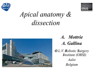 Apicalanatomy & dissection Mottrie A. Gallina O.L.V. RoboticSurgeryInstitute (ORSI) Aalst Belgium 