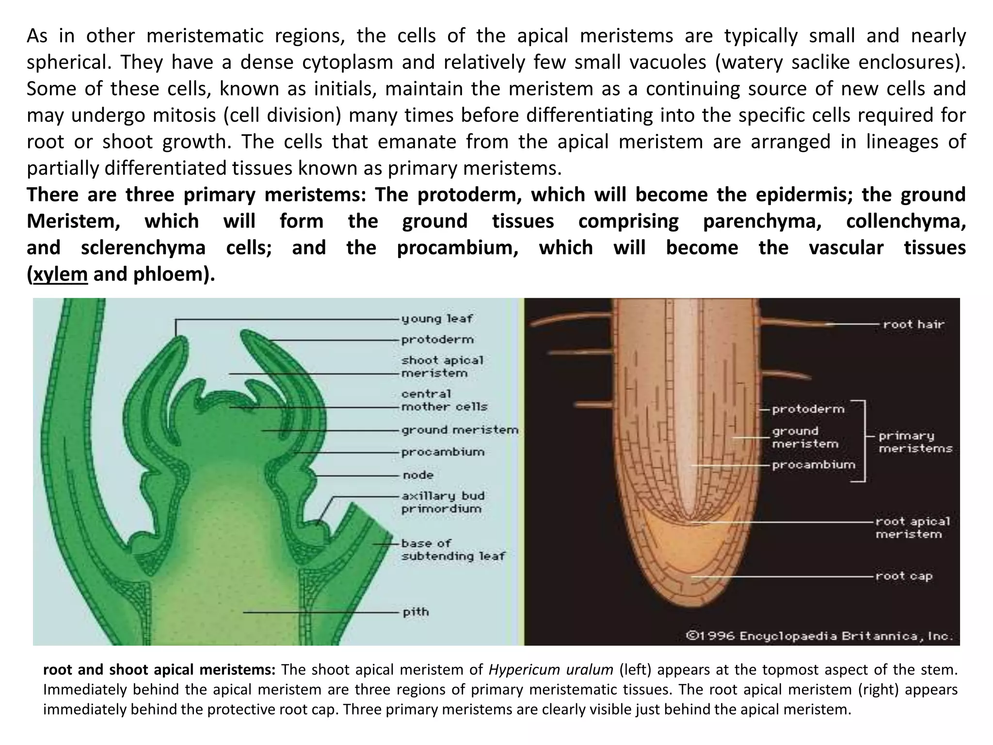 As in other meristematic regions, the cells of the apical meristems are typically small and nearly
spherical. They have a dense cytoplasm and relatively few small vacuoles (watery saclike enclosures).
Some of these cells, known as initials, maintain the meristem as a continuing source of new cells and
may undergo mitosis (cell division) many times before differentiating into the specific cells required for
root or shoot growth. The cells that emanate from the apical meristem are arranged in lineages of
partially differentiated tissues known as primary meristems.
There are three primary meristems: The protoderm, which will become the epidermis; the ground
Meristem, which will form the ground tissues comprising parenchyma, collenchyma,
and sclerenchyma cells; and the procambium, which will become the vascular tissues
(xylem and phloem).
root and shoot apical meristems: The shoot apical meristem of Hypericum uralum (left) appears at the topmost aspect of the stem.
Immediately behind the apical meristem are three regions of primary meristematic tissues. The root apical meristem (right) appears
immediately behind the protective root cap. Three primary meristems are clearly visible just behind the apical meristem.
 
