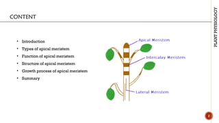 APICAL MERISTEM.pptxmfgbjhg jdfbvfjk bjbgf | PPTX