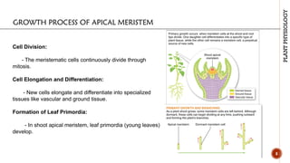 APICAL MERISTEM.pptxmfgbjhg jdfbvfjk bjbgf | PPTX