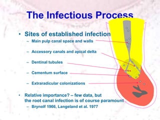The Infectious Process
• Sites of established infection
– Main pulp canal space and walls
– Accessory canals and apical delta
– Dentinal tubules
– Cementum surface
– Extraradicular colonizations
• Relative importance? – few data, but
the root canal infection is of course paramount
– Brynolf 1966, Langeland et al. 1977
 