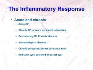 The Inflammatory Response
• Acute and chronic
– Acute AP
– Chronic AP: primary, persistent, secondary
– Exacerbating AP: Phoenix abscess
– Acute periapical abscess
– Chronic periapical abscess with sinus tract
– Radicular cyst: detached or pocket cyst
 