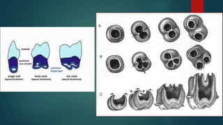 APICAL THIRD PPT.pptx