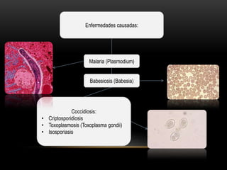 Enfermedades causadas:




                    Malaria (Plasmodium)


                     Babesiosis (Babesia)




             Coccidiosis:
• Criptosporidiosis
• Toxoplasmosis (Toxoplasma gondii)
• Isosporiasis
 