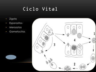 •   Zigoto
•   Esporozitos
•   Merozotos
•   Gametocitos
 