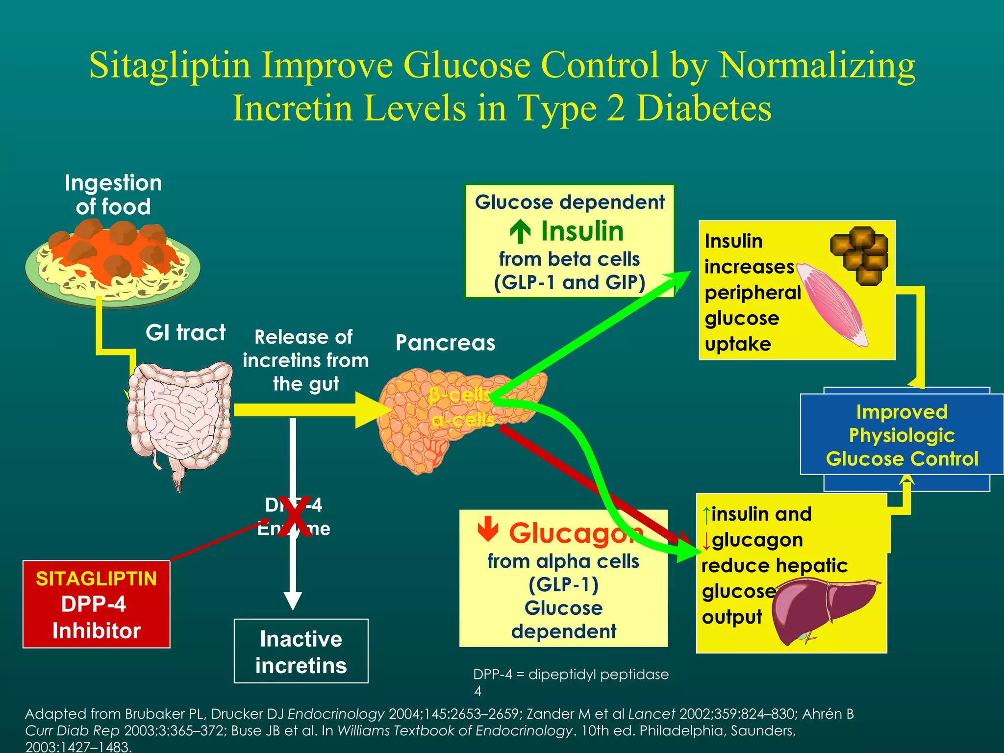 Sitagliptin Improve Glucose Control by Normalizing Incretin Levels in Type 2 Diabetes Glucose dependent Insulin   from beta cells (GLP-1 and GIP) Adapted from Brubaker PL, Drucker DJ  Endocrinology  2004;145:2653–2659; Zander M et al  Lancet  2002;359:824–830; Ahrén B  Curr Diab Rep  2003;3:365–372; Buse JB et al. In  Williams Textbook of Endocrinology . 10th ed. Philadelphia, Saunders, 2003:1427–1483. Hyperglycemia Glucagon   from alpha cells (GLP-1) Glucose dependent Release of  incretins from the gut Pancreas α -cells β -cells  Insulin increases  peripheral  glucose  uptake Ingestion of food Inactive incretins Improved Physiologic Glucose Control DPP-4 Enzyme DPP-4 = dipeptidyl peptidase 4 GI tract ↑ insulin and  ↓ glucagon  reduce hepatic  glucose  output SITAGLIPTIN DPP-4  Inhibitor X 
