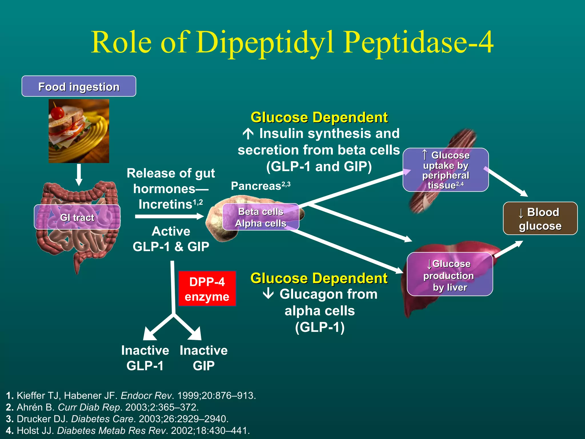 Role of Dipeptidyl Peptidase-4 1.  Kieffer TJ, Habener JF.  Endocr Rev . 1999;20:876–913.  2.  Ahrén B.  Curr Diab Rep . 2003;2:365–372. 3.  Drucker DJ.  Diabetes Care . 2003;26:2929–2940.  4.  Holst JJ.  Diabetes Metab Res Rev . 2002;18:430–441.      Insulin synthesis and secretion from beta cells (GLP-1 and GIP)    Glucagon from alpha cells (GLP-1) Release of gut hormones— Incretins 1,2 Pancreas 2,3 Glucose Dependent Active GLP-1 & GIP DPP-4 enzyme Inactive GIP Inactive GLP-1 Glucose Dependent ↓  Blood  glucose GI tract ↓ Glucose  production  by liver Food ingestion ↑ Glucose  uptake by peripheral tissue 2,4 Beta cells Alpha cells 