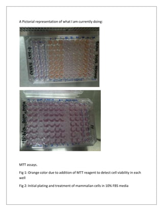 A Pictorial representation of what I am currently doing:




MTT assays.

Fig 1: Orange color due to addition of MTT reagent to detect cell viability in each
well

Fig 2: Initial plating and treatment of mammalian cells in 10% FBS media
 