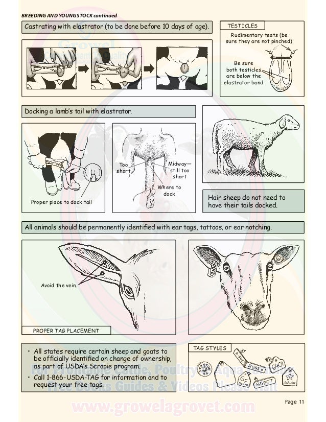 A Picture Guide To Sheep & Goat Production