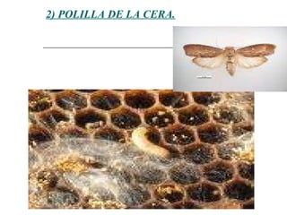 2) POLILLA DE LA CERA. 