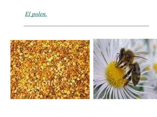 El polen. 
