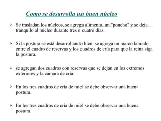 Como se desarrolla un buen núcleo Se trasladan los núcleos, se agrega alimento, un "poncho" y se deja tranquilo al núcleo durante tres o cuatro días. Si la postura se está desarrollando bien, se agrega un marco labrado entre el cuadro de reservas y los cuadros de cría para que la reina siga la postura . se agregan dos cuadros con reservas que se dejan en los extremos exteriores y la cámara de cría.  En los tres cuadros de cría de miel se debe observar una buena postura.  En los tres cuadros de cría de miel se debe observar una buena postura.  