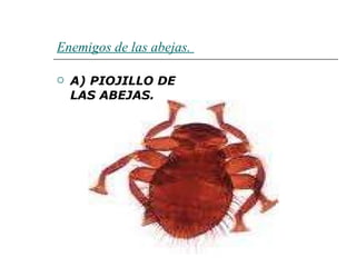 Enemigos de las abejas.   A) PIOJILLO DE LAS ABEJAS. 
