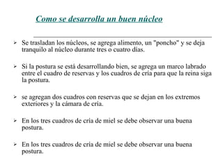 Como se desarrolla un buen núcleo Se trasladan los núcleos, se agrega alimento, un "poncho" y se deja tranquilo al núcleo durante tres o cuatro días. Si la postura se está desarrollando bien, se agrega un marco labrado entre el cuadro de reservas y los cuadros de cría para que la reina siga la postura . se agregan dos cuadros con reservas que se dejan en los extremos exteriores y la cámara de cría.  En los tres cuadros de cría de miel se debe observar una buena postura.  En los tres cuadros de cría de miel se debe observar una buena postura.  