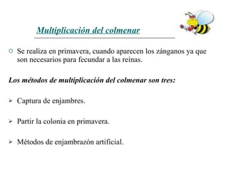 Multiplicación del colmenar   Se realiza en primavera, cuando aparecen los zánganos ya que son necesarios para fecundar a las reinas.  Los métodos de multiplicación del colmenar son tres: Captura de enjambres.  Partir la colonia en primavera.  Métodos de enjambrazón artificial.  