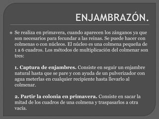 ENJAMBRAZÓN.Se realiza en primavera, cuando aparecen los zánganos ya que son necesarios para fecundar a las reinas. Se puede hacer con colmenas o con núcleos. El núcleo es una colmena pequeña de 1 a 6 cuadros. Los métodos de multiplicación del colmenar son tres:    1. Captura de enjambres. Consiste en seguir un enjambre natural hasta que se pare y con ayuda de un pulverizador con agua meterlas en cualquier recipiente hasta llevarlo al colmenar.2. Partir la colonia en primavera. Consiste en sacar la mitad de los cuadros de una colmena y traspasarlos a otra vacía. 