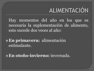 ALIMENTACIÓN   Hay momentos del año en los que es necesaria la suplementación de alimento, esto sucede dos veces al año:En primavera:  alimentación estimulante. En otoño-invierno: invernada. 