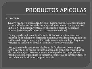 PRODUCTOS APÍCOLASLa cera.    Es otro producto apícola tradicional. Es una sustancia segregada por las mandíbulas ceríferas de las abejas domésticas en los segmentos 4,5,6 y 7º en posición ventral, en el segundo periodo de su fase adulta, justo después de ser nodrizas (almacenistas).Es segregada en forma líquida solidificándose a la temperatura interior de la colonia en forma de escamas. se utilizan para fundir las calderas de vapor de agua y los cerificadores solares. Los bloques o cerones se venden en bruto a las industrias especializadasAntiguamente la cera se empleaba en la fabricación de velas, pero actualmente es la propia industria apícola la principal consumidora de cera de abejas, otros usos son como ingrediente o soporte en productos específicos para la industria cosmética, la farmaceútica, en medicina, en fabricación de pinturas, etc.