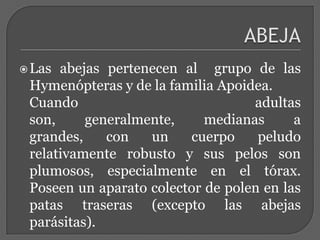 FAMILIAS DE ABEJASAproximadamente se conocen 8 familias de abejas, siendo las de mayor interés  agrícola:a)  Apidae: incluye la abeja melífera, abejorros o moscardones y otros; poseen corbículas (canastillo correspondiente a una parte posterior de las patas, que es piloso y ensanchado). La abeja melífera (Apis mellifera) es famosa por su producción de miel y cera, además por su notable capacidad polinizadora.b) Megachilidae: conocidas como abejas cortadoras de hojas, separables de las anteriores por la escopa (cepillo piloso) en el abdomen con el cual transportan miel. La abeja de la alfalfa (Megachilerotundata) es una eficiente polinizadora que construye sus nidos con trozos de hojas.