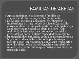 RAZASExisten varias especies del género Apis.-  Apis mellifera: es la explotada comercialmente.- Apis cerana: abeja nativa de Asia es parecida a A. mellifera. Las colmenas son un poco - Apis florea: abeja pequeña, tiene un solo panal al aire libre, rinde poca miel, es agresiva, danza horizontal.- Apis dorsata: abeja gigante, un solo panal al aire libre o en rocas, grandes rendimientos, muy agresiva, laboriosa en las montañas. RazasAfricanas: Son muchas las razas africanas.A. mellifera: intermissa, lamarckii, manticola, litorea, unicolor, sabariensis, scutellata y adansonii; capensis ( partenogénesis telítoca )A. melliferamellifera: Del Norte de Europa. Es la abeja negra. Abdomen ancho,  Iengua corta. Son grandes.  A. melliferaligustica: Italia. Más chica que la negra, Abdomen fino y lengua más larga. Color claro. Pelos cortos y densos. A. melliferacarnica (carniola): Alpes Austríacos y Balcanes Semejante a la italiana. Delgada con lengua larga. Pelos cortos y densos (gris). Tranquila. Intersa cría. Buena invernadora. Muy enjambradora. Poco pillaje y poco propolizadora.A. melliferacaucasica. Altos Valles del Cáucaso. Color oscuro con manchas marrones en la 1ªbanda.  Lengua   muy larga,  + de 7 mm. 