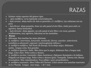 Anatomía de una Abeja Apis mellifera)Ojos compuestosOjos simplesAntenasTóraxAbdomenAlas membranosasTibiaPeineCesto y pinzaCepilloAguijónCorazón con ostioloMúsculos cardiacosBucheTubo digestivoCiegos gástricosSacos aéreosGanglios nerviososGlándula venenosa