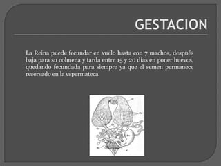 LA COLONIALa ReinaSu principal tarea es la de poner huevos y son las obreras las encargadas de alimentarla.