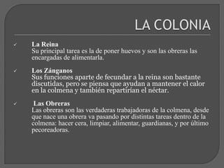 Los ZánganosSus funciones aparte de fecundar a la reina son bastante discutidas, pero se piensa que ayudan a mantener el calor en la colmena y también repartirían el néctar.