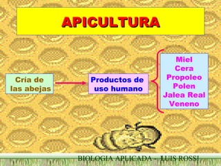 APICULTURA

Cría de
las abejas

Productos de
uso humano

Miel
Cera
Propoleo
Polen
Jalea Real
Veneno

BIOLOGIA APLICADA - LUIS ROSSI
1

 