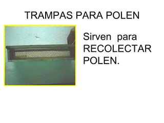 TRAMPAS PARA POLEN

         Sirven para
         RECOLECTAR
         POLEN.
 