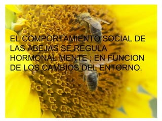 EL COMPORTAMIENTO SOCIAL DE
LAS ABEJAS SE REGULA
             .
HORMONAL MENTE ; EN FUNCION
DE LOS CAMBIOS DEL ENTORNO.
 