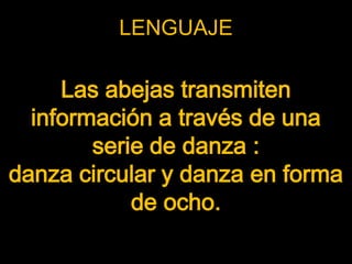 LENGUAJE

     Las abejas transmiten
  información a través de una
        serie de danza :
danza circular y danza en forma
            de ocho.
 
