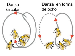 Danza      Danza en forma
circular   de ocho
 
