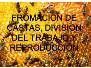 FROMACION DE
CASTAS, DIVISION
 DEL TRABAJO Y
REPRODUCCION
 
