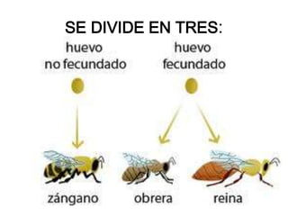 SE DIVIDE EN TRES:
 