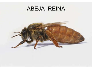 ABEJA REINA
 
