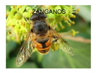 ZANGANOS
 